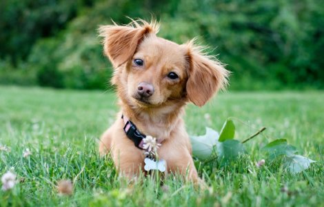 Registering your Dog