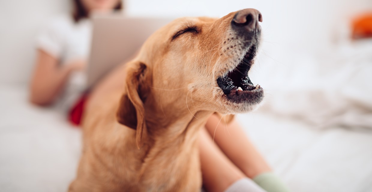 Why dogs bark and how to reduce excessive barking