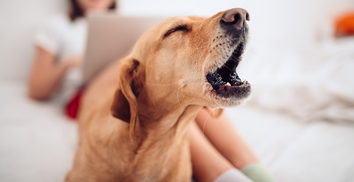 Dogs Barking Excessively? VitaPet
