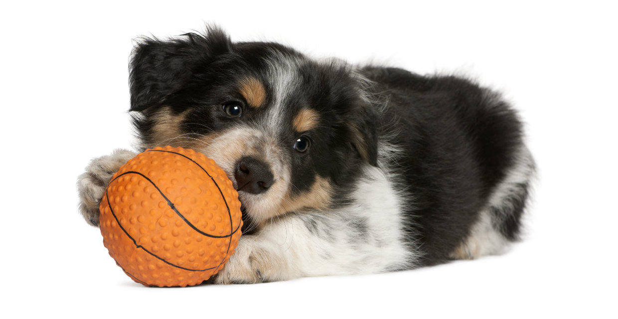 Puppy 2-3 Months - Physical Milestones