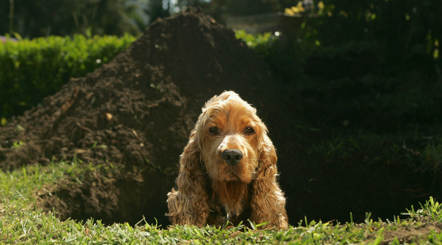 Managing Dog Behavioural Issues