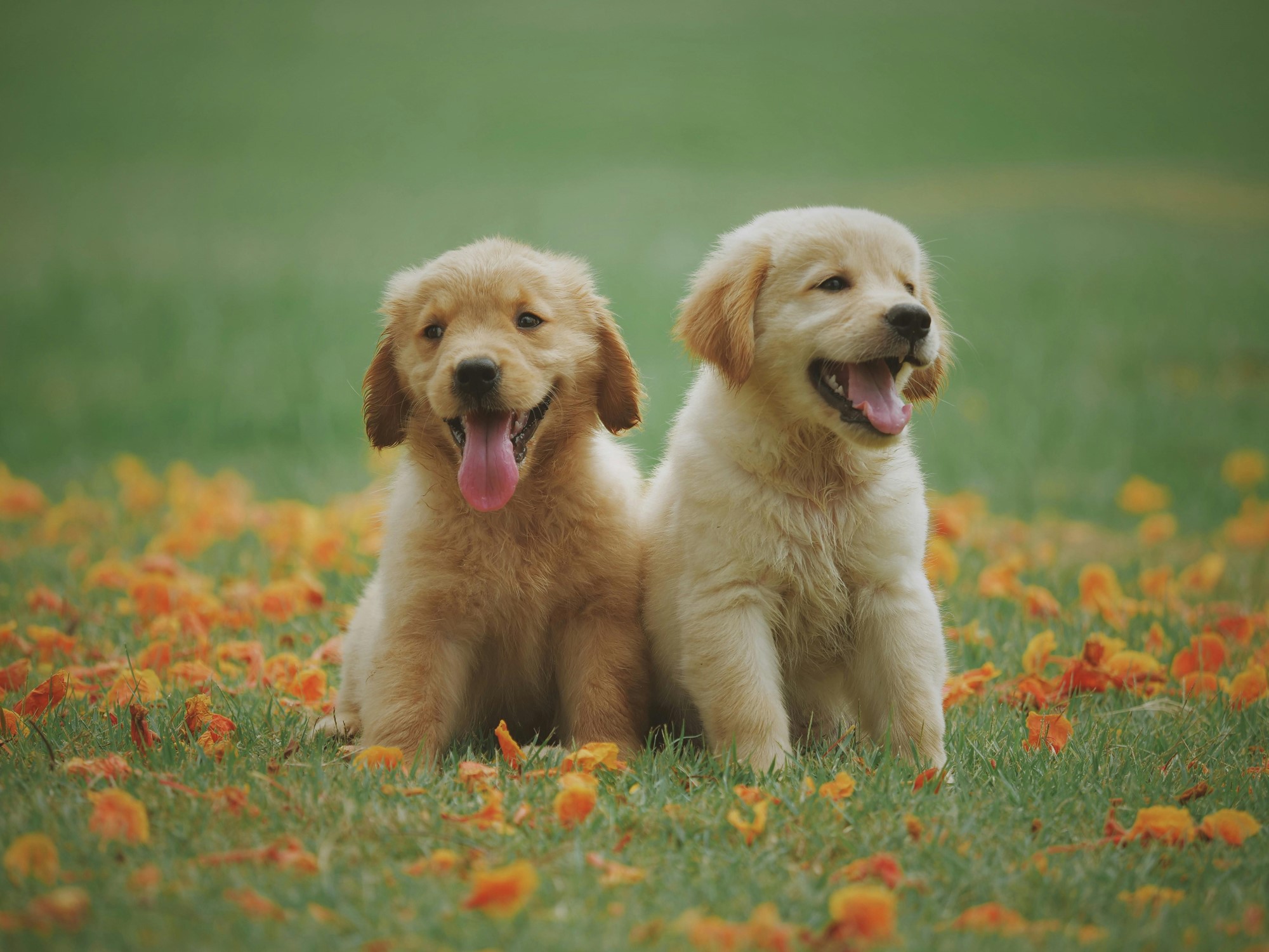 two Labrador puppies in field