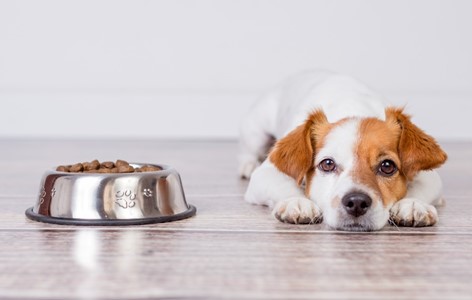Puppy not Eating - Causes and Solutions
