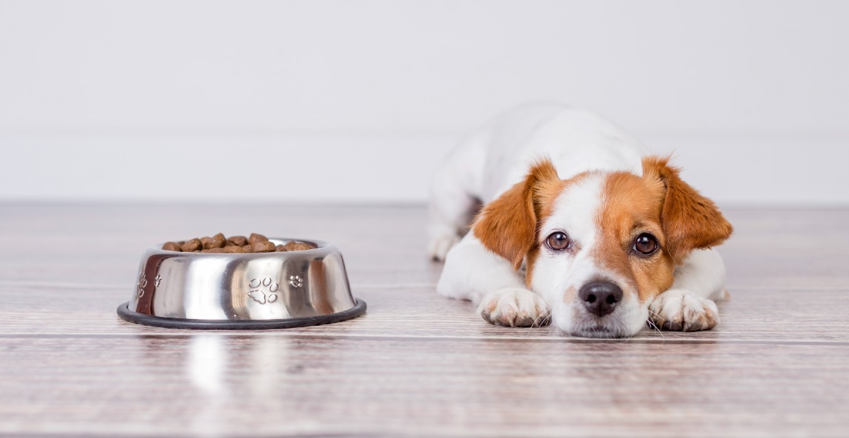 Puppy not Eating Causes and Solutions VitaPet