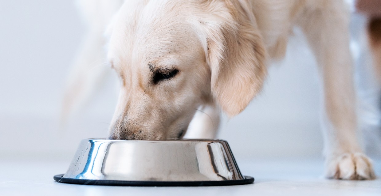 Impact of Food on Dog Behaviour - VitaPet
