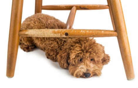 How to Stop your Puppy from Chewing - VitaPet