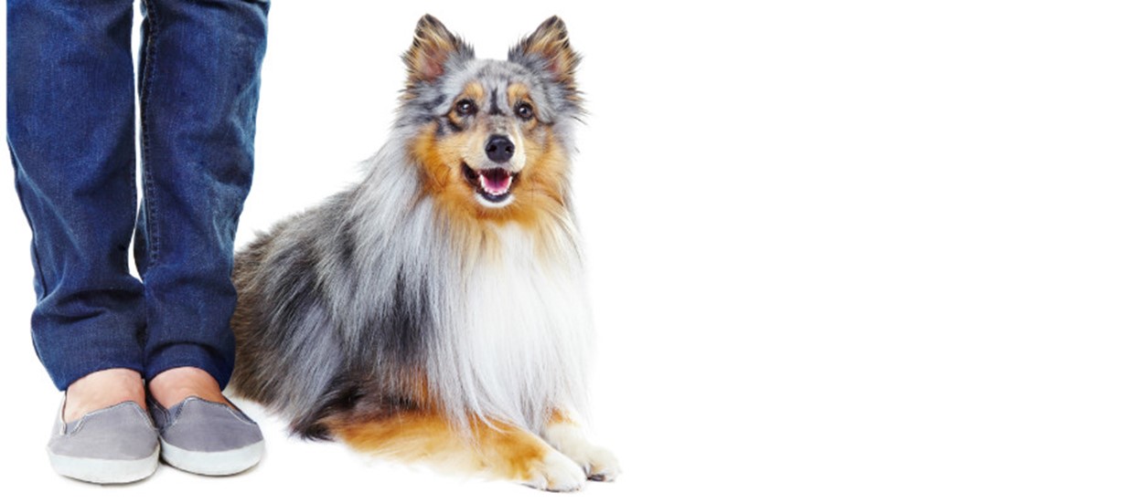 Managing Bad Dog Behaviour