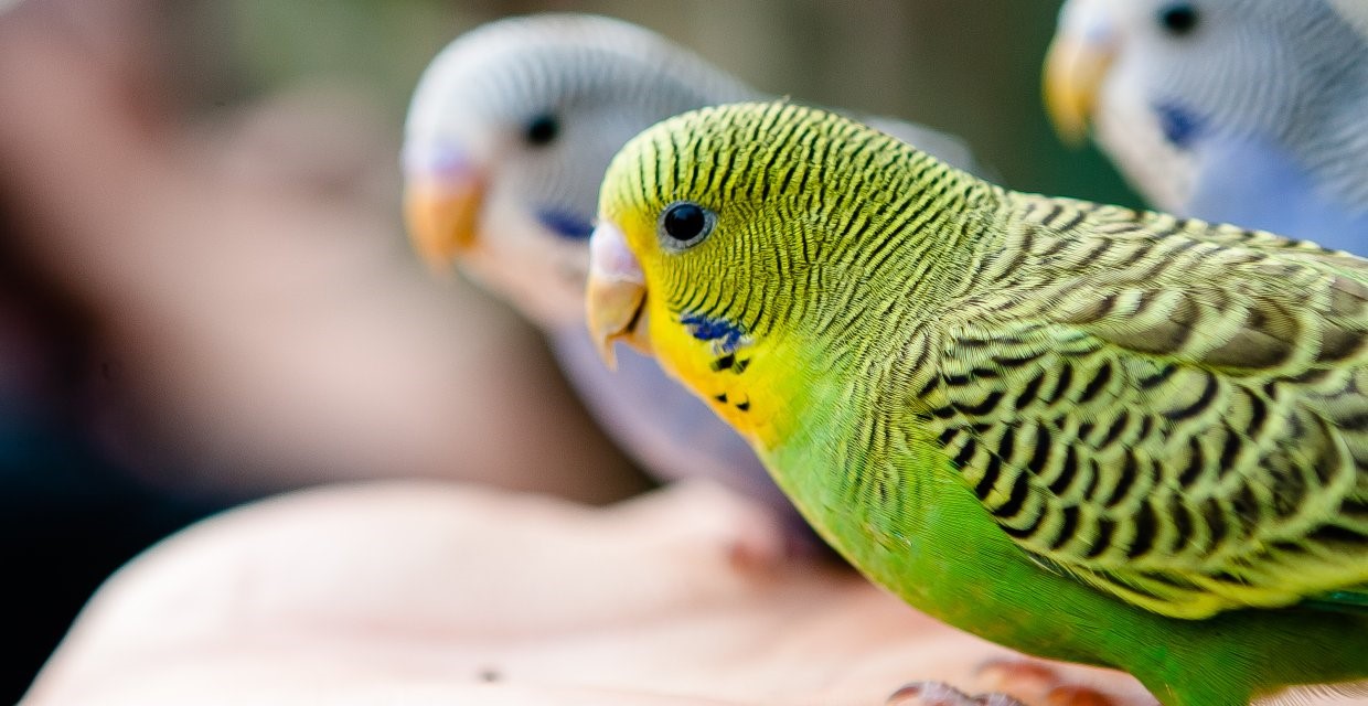 Can Parrots Eat Pears  : A Tasty Treat or Toxic Temptation?