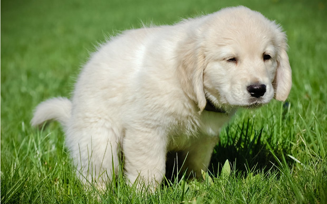 How to help your Pooch Poo Perfectly