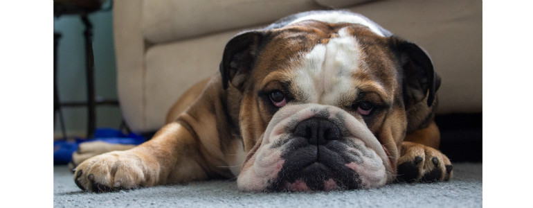 How To Keep Your Dog Entertained While at Work