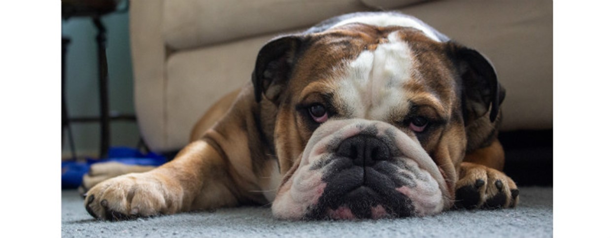 How To Keep Your Dog Entertained While at Work