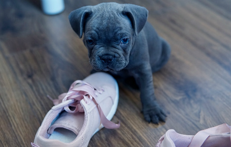 Puppy Chewing - The Good vs The Bad