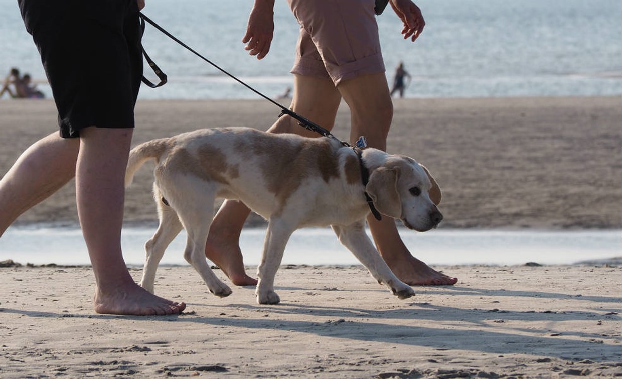 How To Teach a Dog To Walk On a Leash