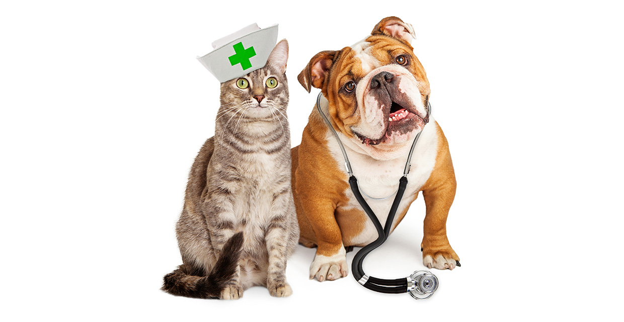Health concerns? When to Visit the Vet.