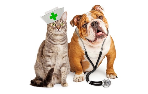 Health concerns? When to Visit the Vet.