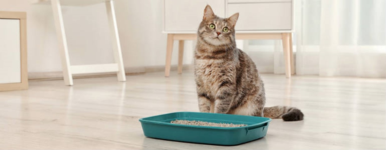 Kitty Litter - What Are The Options?