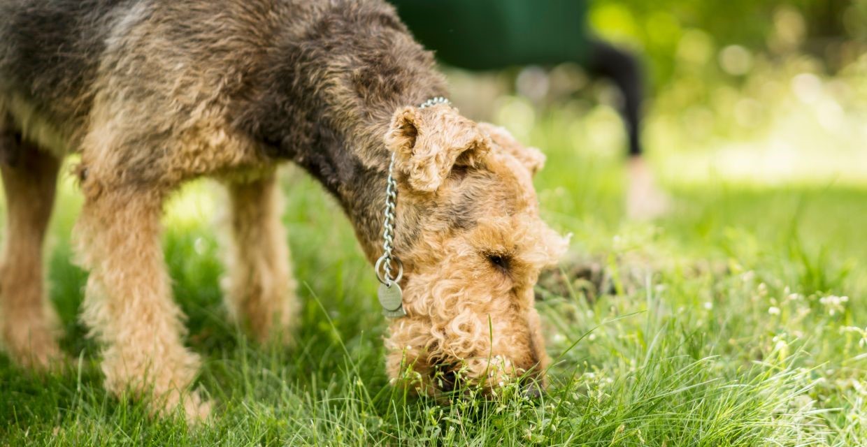 Why do Dogs eat Grass