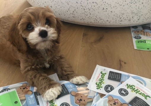 Puppy Treats