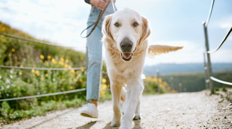 Train dog to walk hotsell on lead