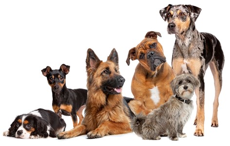 Dog Breed Temperaments