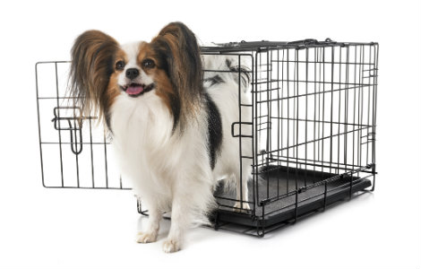 Crate Training a Puppy