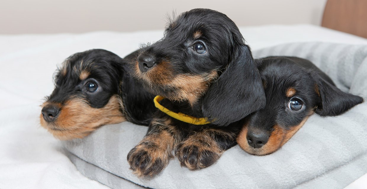 Puppy 0-2 Months - Physical Milestones