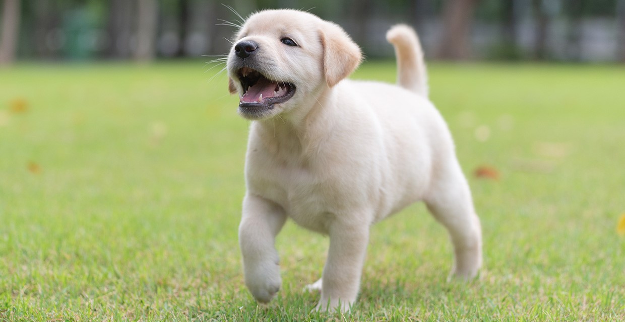 Puppy Immunity Development
