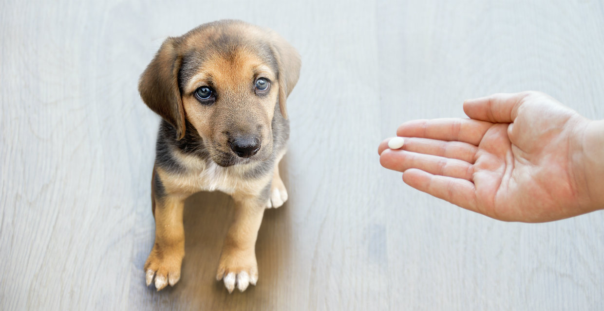 Puppy best sale dewormer shot