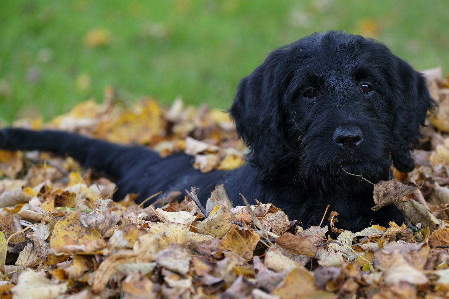 Anxiety About a New Puppy - You May Be Overthinking It