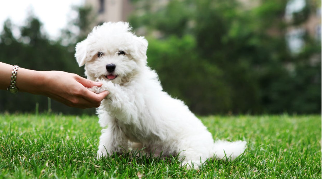 Tricks to Teach your Puppy