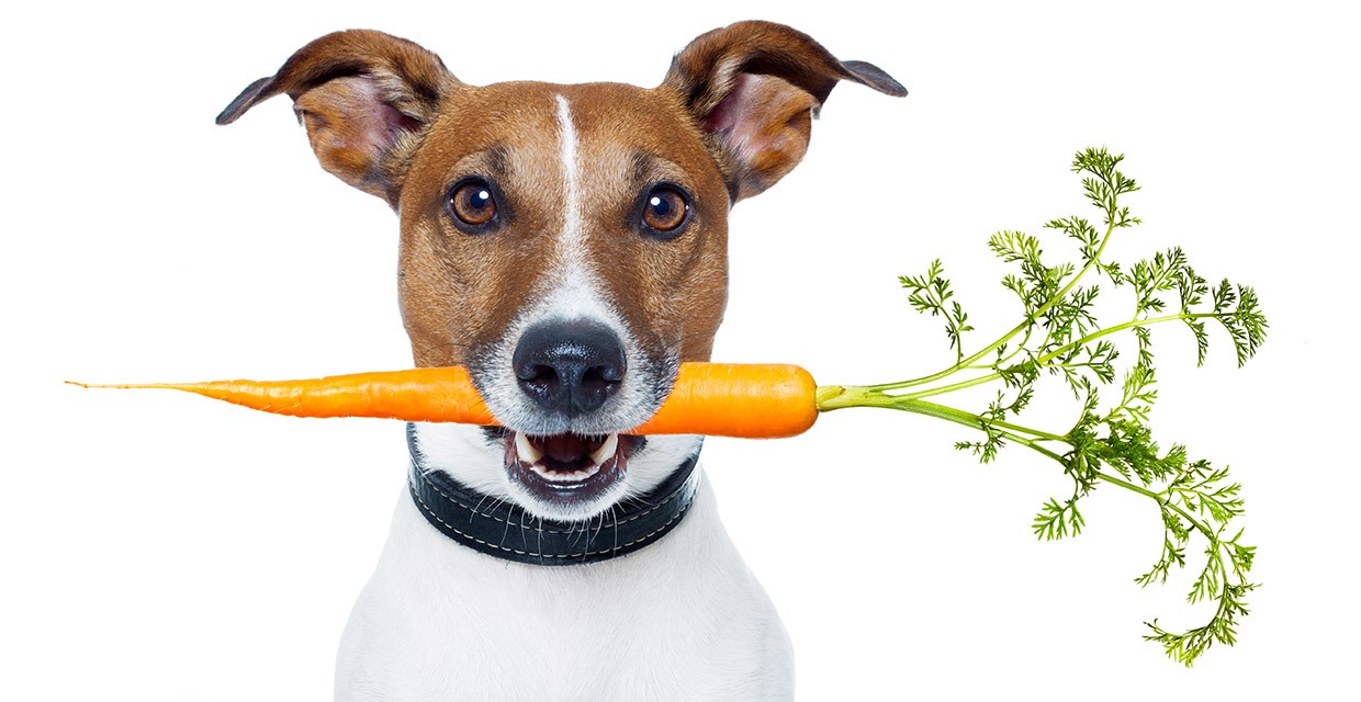 Fibre for Puppies
