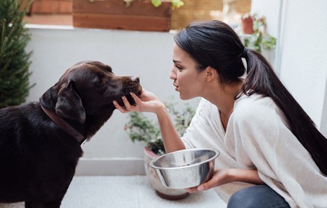Mixed Feeding - Wet & Dry Food