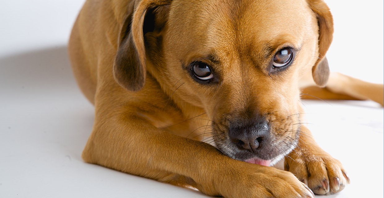 https://vitapet.com/media/lpnma1cc/dog-licking-paws-1240x640.jpg?anchor=center&mode=crop&rnd=133335212072530000&width=1240&utm_source=chatgpt.com