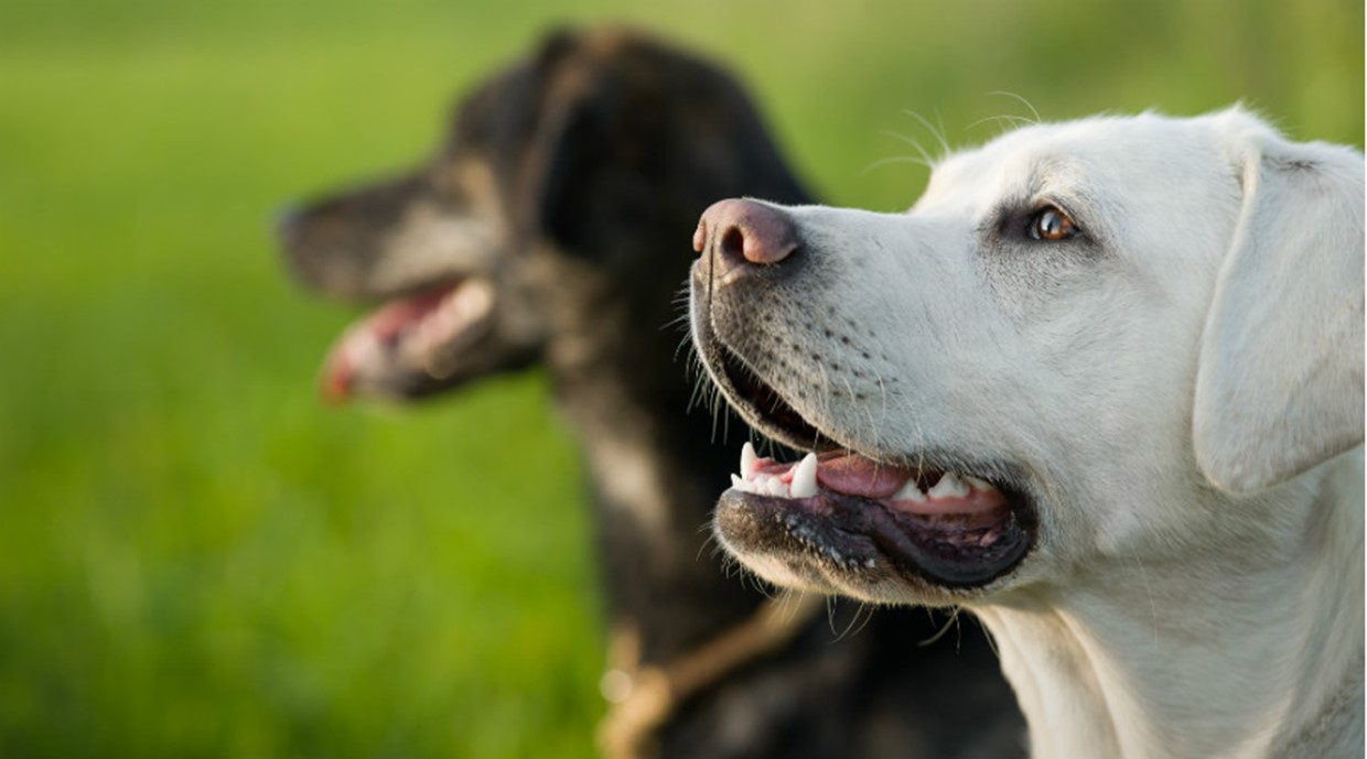 Obedience Training your Adult Dog