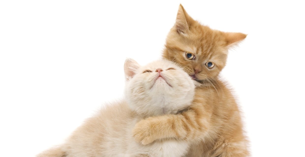 How to Introduce your Cat to a New Cat