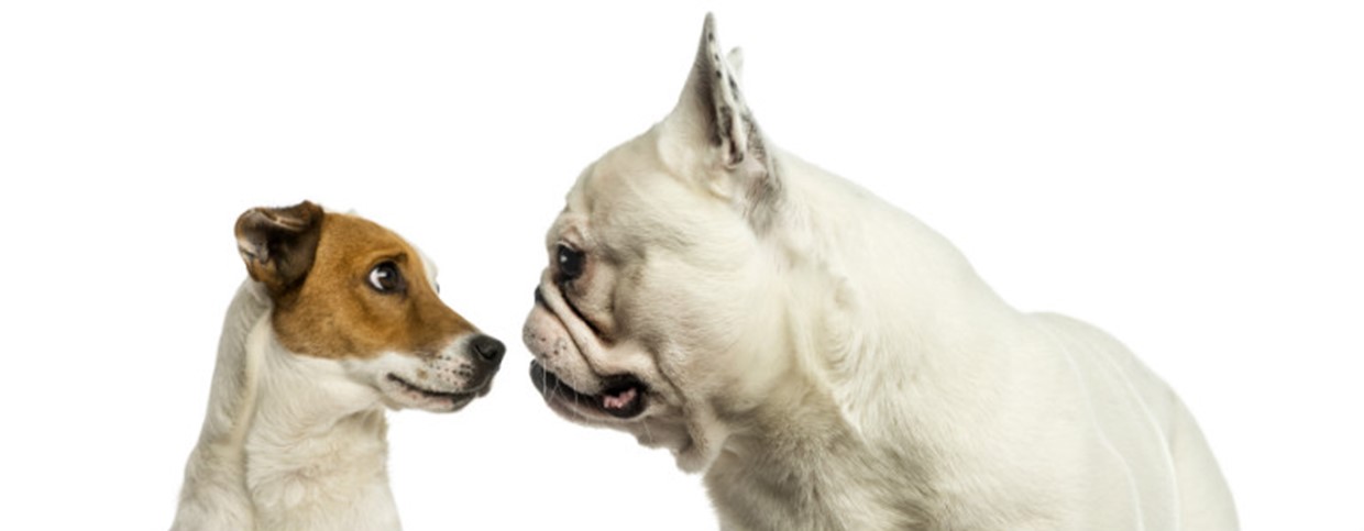 Introducing a New Dog to Your Current Pooches