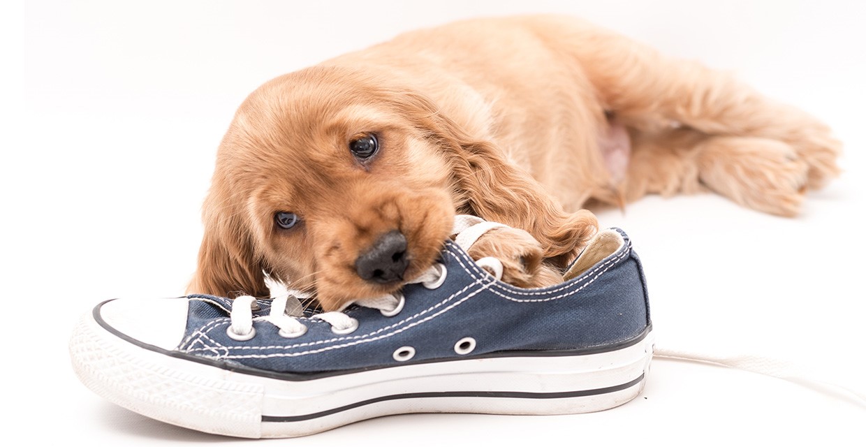Why dogs Chew People & Things and How to Reduce Problem Chewing VitaPet