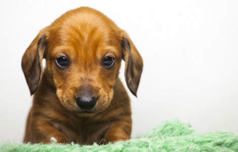 Settling In a New Puppy