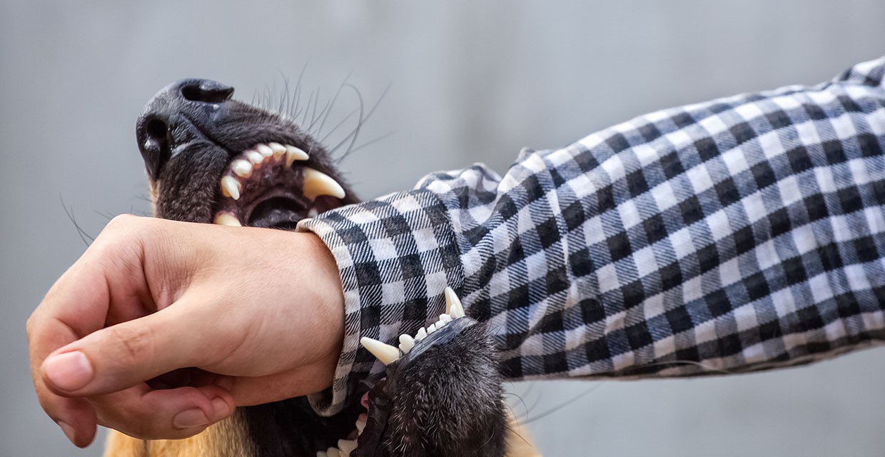 Why dogs Bite People & Other Animals and How to Prevent It