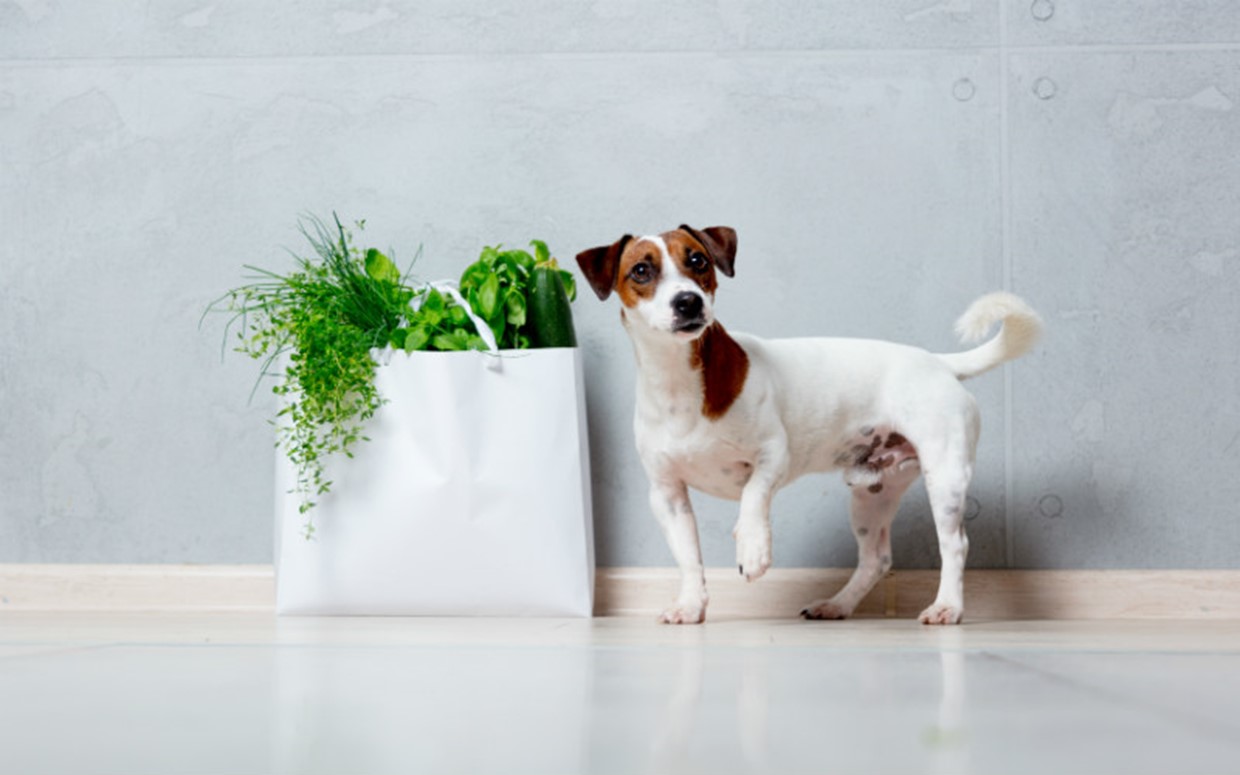 7 Items in your Home that are Toxic to Pets