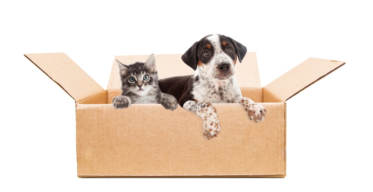 Moving Home with a Pet