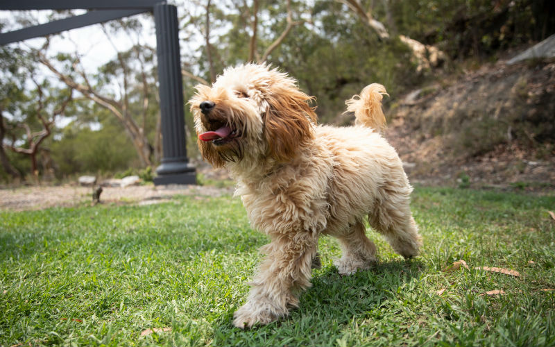 Parvovirus in Dogs and How to Protect Them