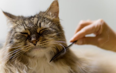 Grooming your Cat