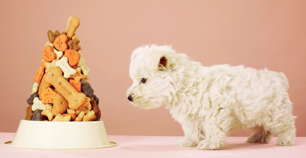 How many treats should I give my dog?
