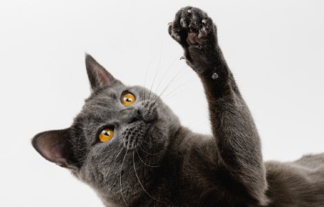 Six Fun Facts about Cats & Kittens