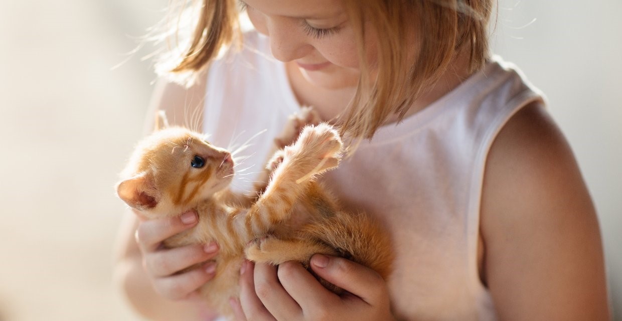 Tips for Bringing Home a New Kitten