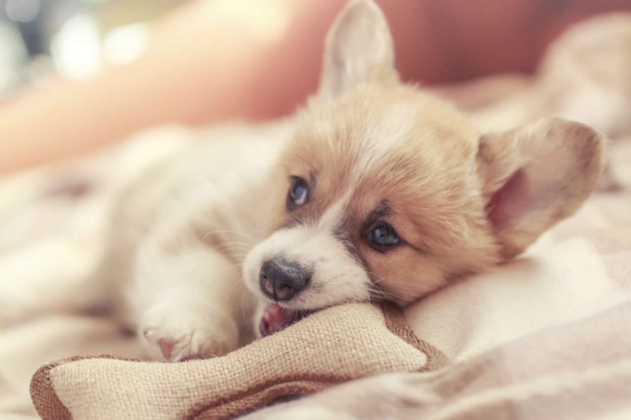 Puppy Teething