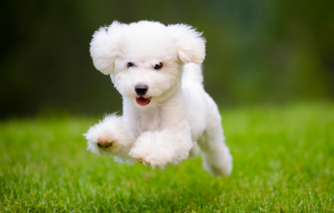 Signs of a Healthy Dog - VitaPet