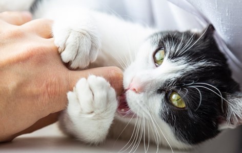 Why Cats Bite and How to Stop Them