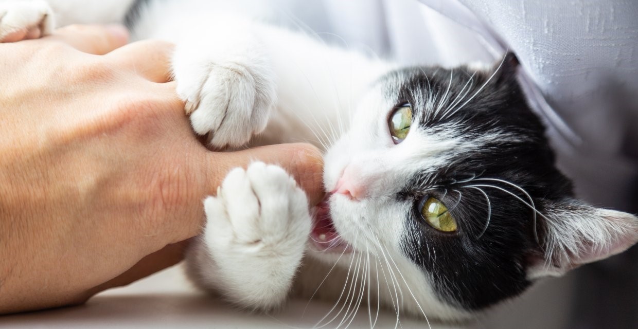 Why Cats Bite and How to Stop Them VitaPet